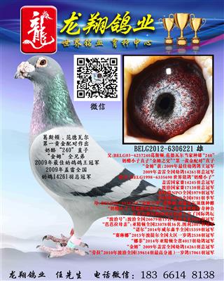 奶酪“240”直子