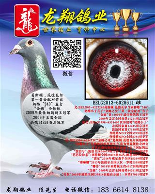 奶酪“240”直女