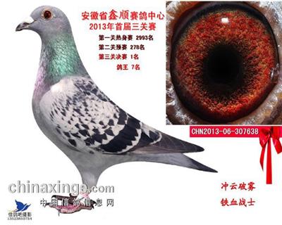 国王1号下代鸽之一公棚决赛冠军