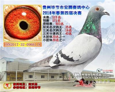 1贵州宏腾公棚鸽王16位