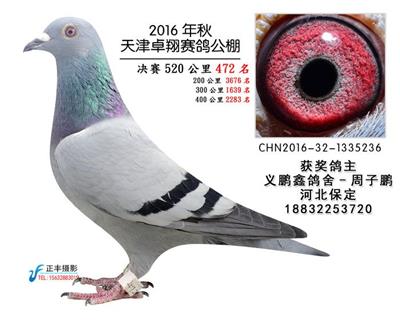 输出天津卓翔公棚472