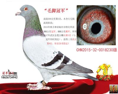 输出成绩300公里冠军、500公里殿军