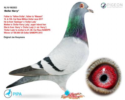 美元哈利（Dollar Harry）