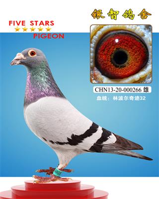 ”神奇牛仔“：作出多羽公棚冠军，仅供欣赏