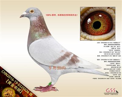 【黄金布朗】10次冠軍“鸽王261”直孫