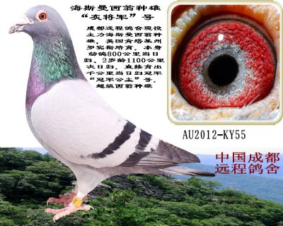 詹森系同祖同宗西翁铭鸽专场