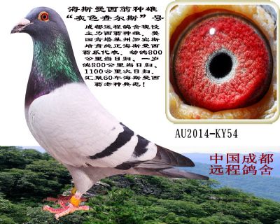 詹森系同祖同宗西翁铭鸽专场