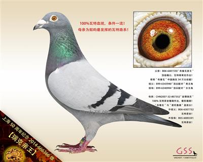 【瑞克亲王】瓦特“顶尖配对”直孫！