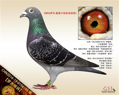 【罗杰悍将】“小巴塞罗那”曾孙！