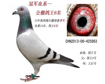 “国王号”3号种雄女儿--公棚季军