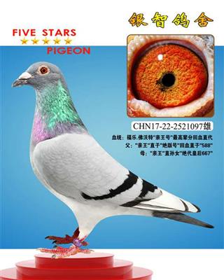 芬妮卡“亲王号”回血，已被贵平鸽友收藏