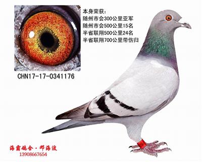 300公里亚军（己售长沙）