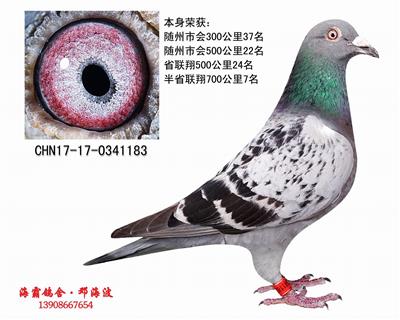 海霸王最后的成绩鸽（己售贵州）