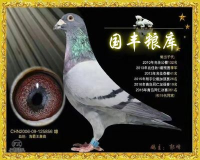 郭大本事系基础种鸽