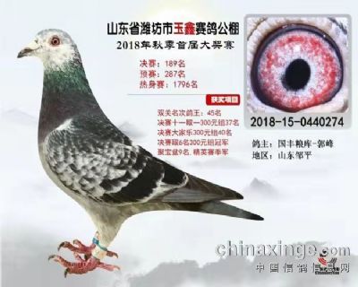 2018年山东玉鑫公棚决赛189名