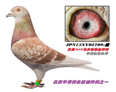 任秀夫詹森红狐709