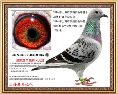 骠马9165