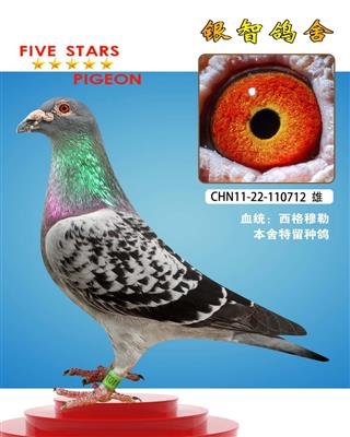 马赛冠军直子：仅供欣赏