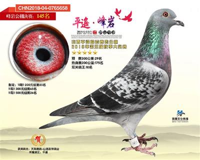 胡本小艺术家100071直孙：鸽王10名