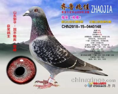 2018年山东齐鲁兆佳精英秋棚决赛78名
