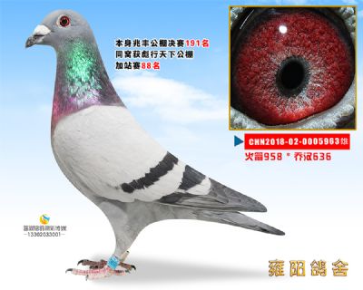 兆丰公棚决赛191 火箭958直子