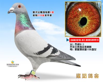 银河加站赛4名 开尔鸽王表兄弟