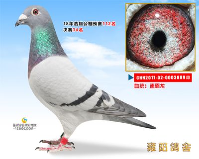 浩翔公棚鸽王12位