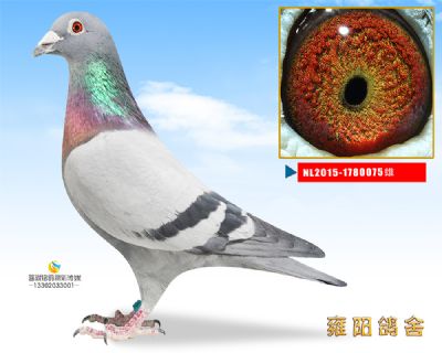 荷兰号 开创综合7位平辈