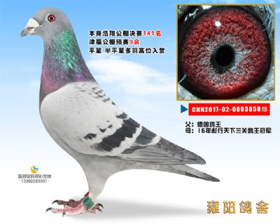 德国鸽王直子 浩翔141