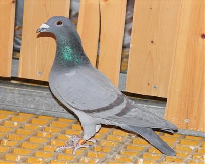 【杰夫.凡温克】