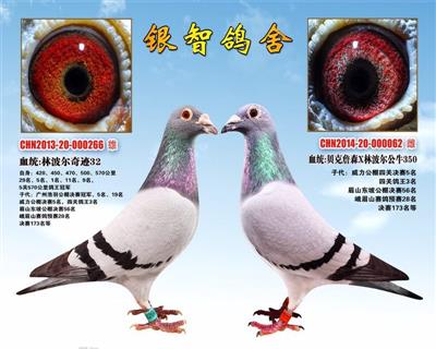 神奇牛仔高辈分回血,供欣赏，不出售