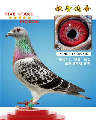 盖斯“悍将”直孙，仅供欣赏