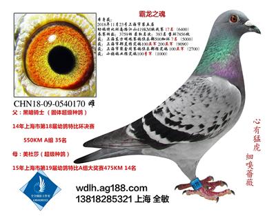 霸龙之魂  已转