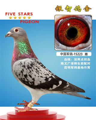 军鸽，供欣赏