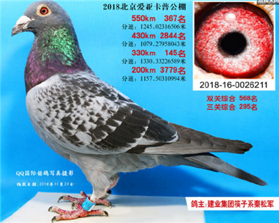 北京爱亚卡普公棚决赛367名