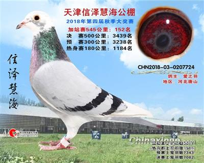 公棚成绩鸽
