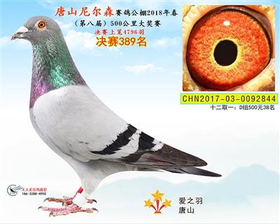 公棚成绩鸽