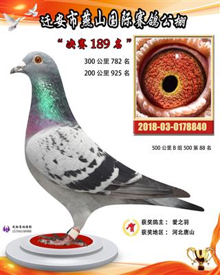 公棚成绩鸽