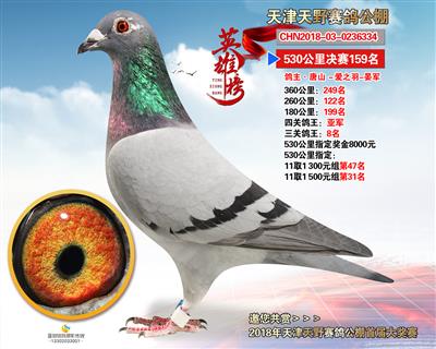 公棚成绩鸽
