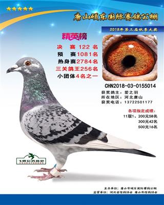 公棚成绩鸽