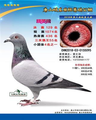 公棚成绩鸽