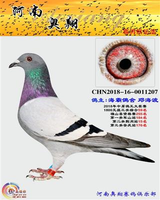 奥翔寄养棚59名（己售株洲）