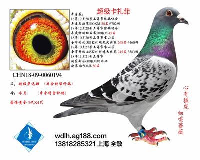 超级卡扎菲 已转