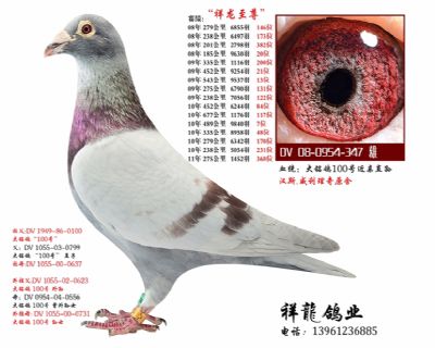 祥龍至尊-理奇100号