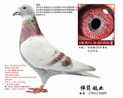 祥龍至尊直子-理奇996