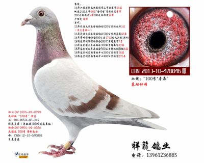 祥龍至尊直女-理奇 846