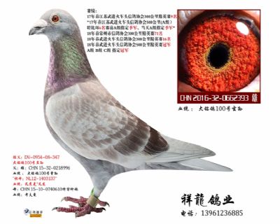 祥龍至尊直孙-理奇93