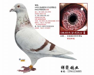 祥龍至尊直子-理奇12