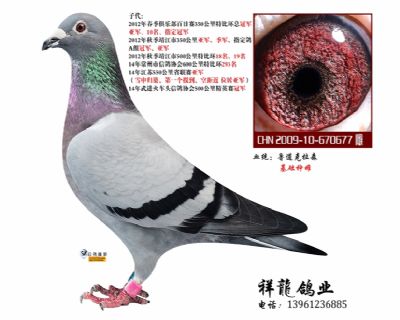 鲁道克拉森-金雌