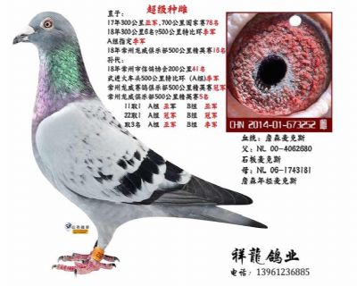 詹森麦克斯81 直女